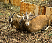 DSC_5627 2 Ziegen.webp