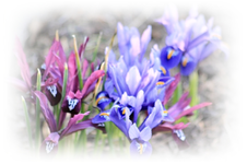 Garten 05.03.webp