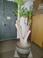CIMG4426.webp