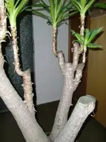 CIMG4427.webp
