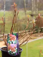 zweifarbige Riesenblatthortensie_smaller.webp