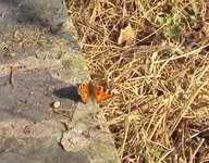 DSC02533 - 2012-03-15 - kleiner fuchs.webp