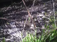 Vorher 15.03.2012.webp