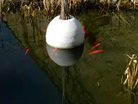 Fische-020_Bildgröße ändern.webp