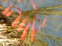 Fische-024_Bildgröße ändern.webp