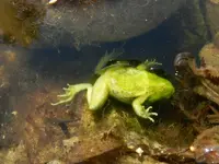 Froschleiche-079_Bildgröße ändern.webp