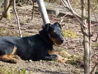 auf der Lauer.webp