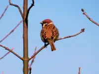 Spatz-001_Bildgröße ändern.webp