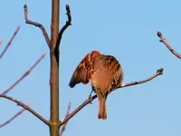 Spatz-005_Bildgröße ändern.webp