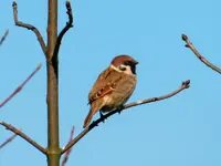 Spatz-006_Bildgröße ändern.webp
