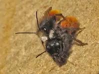 mauerbienen 2.webp