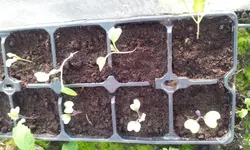 20120314_160438.webp