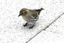 2012_0314 klein erlenz.webp