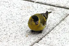 2012_0314erlenzeisig.webp