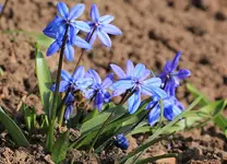 erste Wildbienen2_16032012.webp