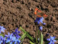 erster Schmetterling_smaller.webp