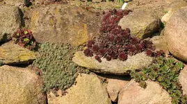 Semp_Wurz4_smaller.webp