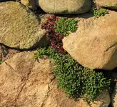 Wurz_Mauerpfeffer_smaller.webp