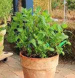 Hortensie_smaller.webp