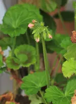 erste Geranienknospen_smaller.webp