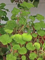 Geranien mit viel neuem Grün_smaller.webp