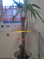 Yucca.webp
