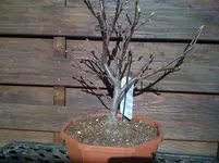 Nic16.3.2012 003.webp