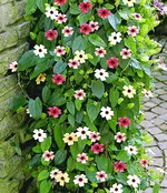 Thunbergia.webp