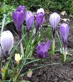 Krokus.webp