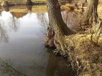 Wurzelwasser.webp