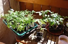 Sonnenbad_17032012.webp