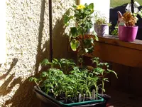 Sonne_17032012.webp