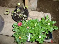 CIMG2539.webp