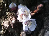 DSC00008.webp