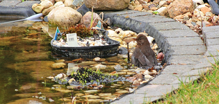 Frühjahrsbad_smaller.webp