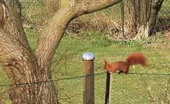 Fridolin2_smaller.webp