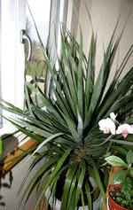 DSC00701.webp