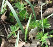 Lupine.webp