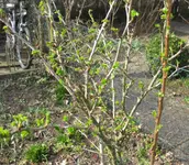 Stachelbeere (2).webp