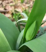 Tulpe (3).webp
