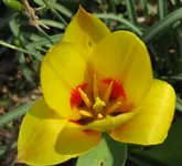 Tulpe (2).webp
