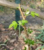 Himbeere (2).webp
