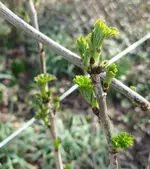 Johannisbeere.webp