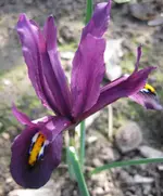 Iris (6).webp