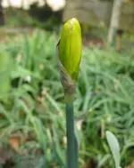 Narzisse (3).webp