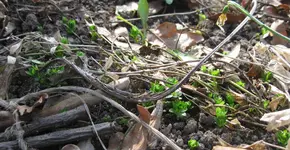 Waldmeister (2).webp