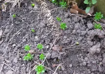 Waldmeister.webp
