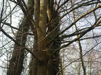 Märchenwald.webp