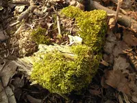 natur.webp