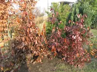 IMG_0035.webp